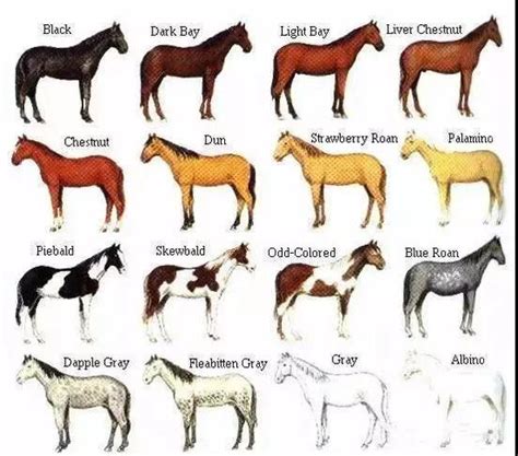馬的顏色